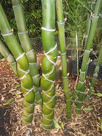 Rare bamboo